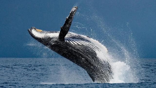 Drake Bay: Dolphin and Whale Watching Tour