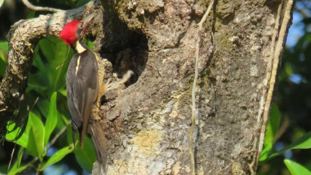 Bird Watching at Juan Castro Blanco National Park
