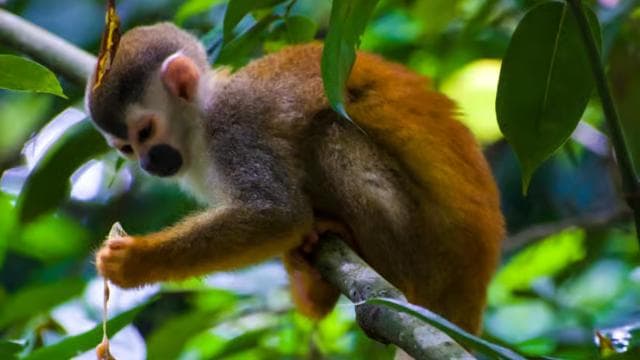 Manuel Antonio National Park: Private Nature Experience