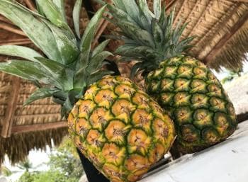 Saona Island Day Trip + Lobsters Included