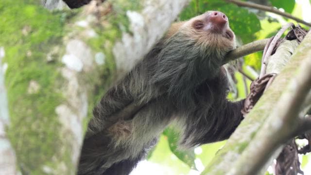 La Fortuna-Breath Taking Sloth Tour & Tortilla Experience.