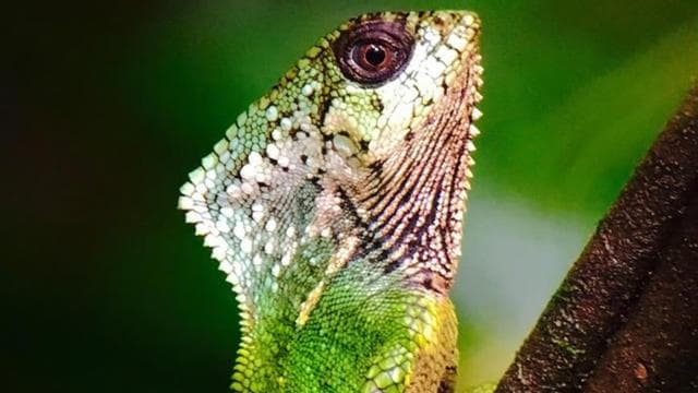 Manuel Antonio: Wildlife and Beach Tour in National Park