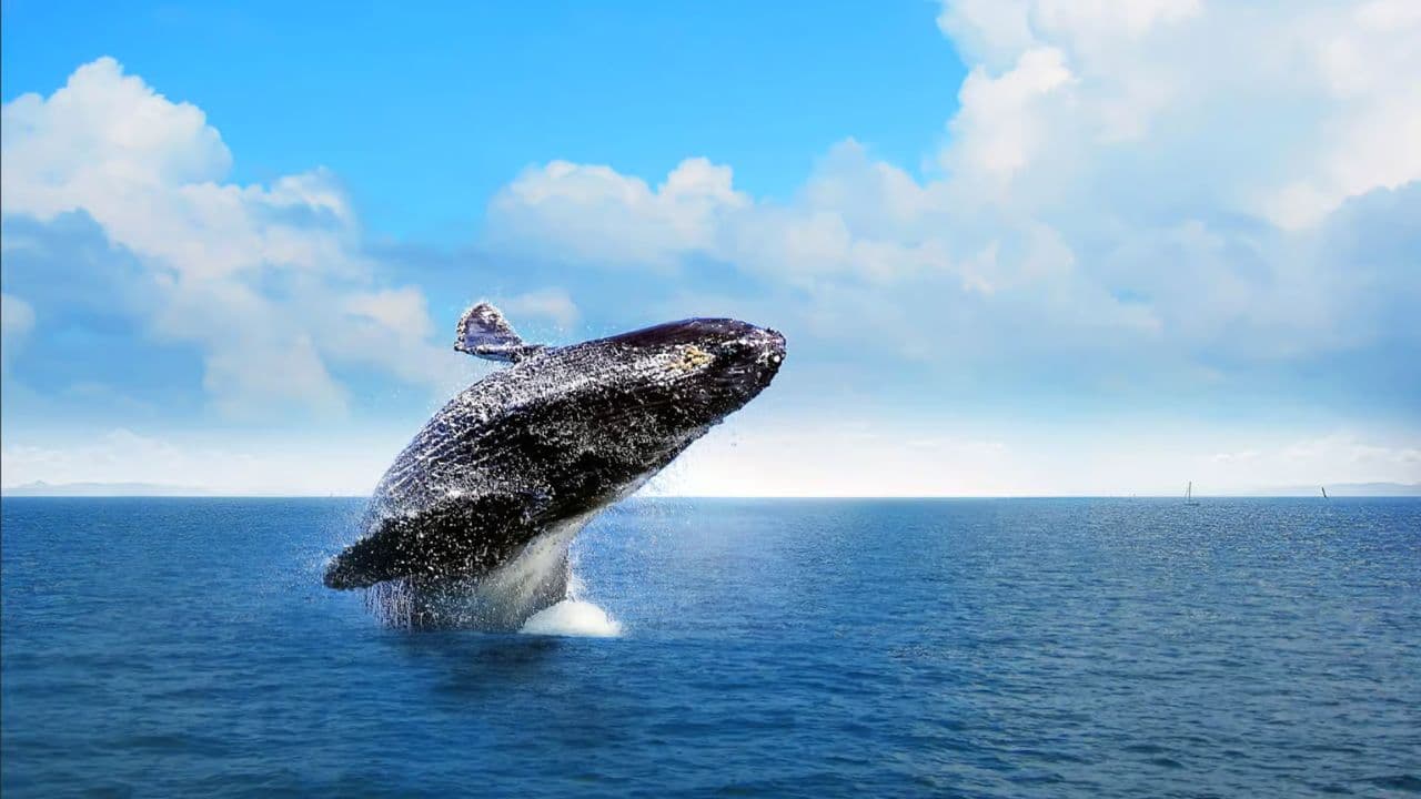 Half-Day Whale Watching Tour in Miches – Unforgettable Marine Adventure