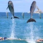 Punta Cana: Dolphin Experience in the Sea