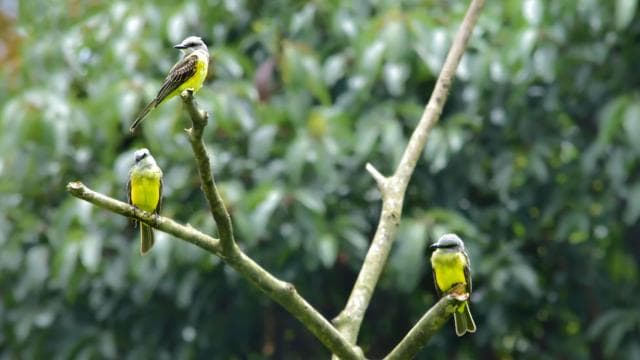 Monteverde Cloud Forest: Curicancha Reserve Nature Tour