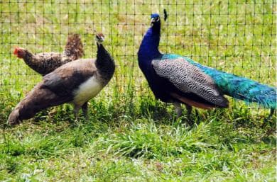Punta Cana Xploration Animal Park Bus Tour with Hotel Pickup – Adults $90, Kids $68