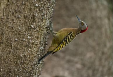 Los Haitises: Sunrise or Sunset wildlife focus