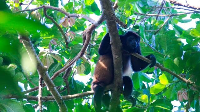 Terraba Sierpe National Wetlands - Mangrove Tour