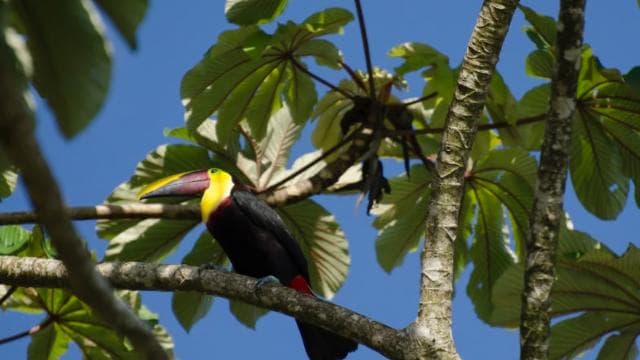 La Fortuna: Safari Float on the Penas Blancas River