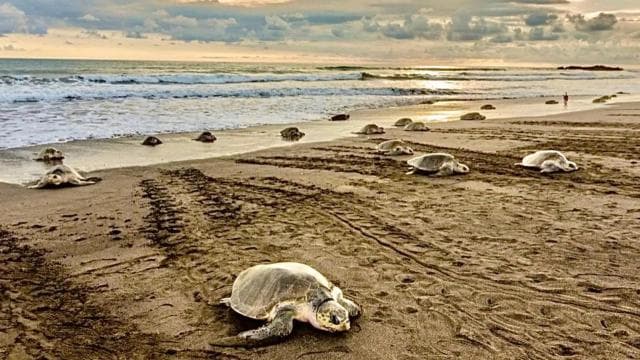 Playa Minas: Sea Turtle Watching Tour