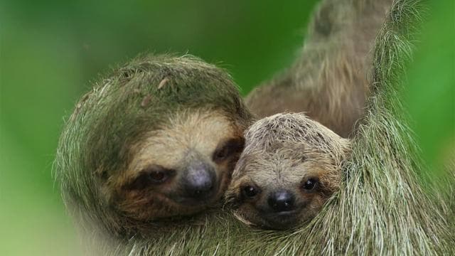 La Fortuna: Sloth Tour in the Wild