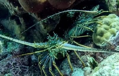 Private: Catalina Island Diving Tour with Lunch