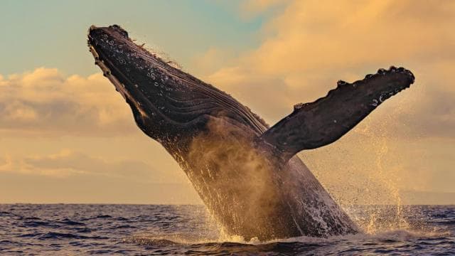 Uvita: Whales and Dolphins Watching Tour - Bahia Ballena
