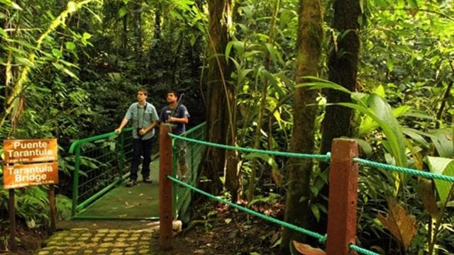 Arenal National Park: Hanging Bridges Small Group Tour
