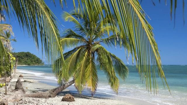 From Manzanillo: Cahuita Snorkel and Rainforest Hike