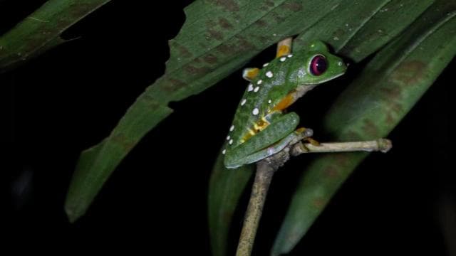 Manuel Antonio Night Jungle Tour