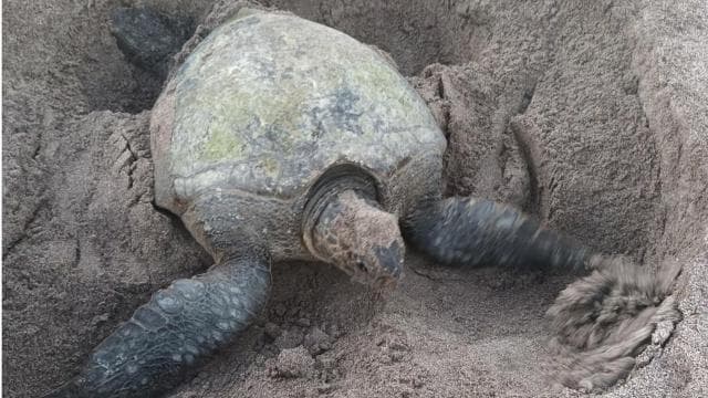 Turtle Nesting/Hatching on a secluded beach near Tamarindo