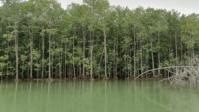 Manuel Antonio : Mangrove boat tour to see animals