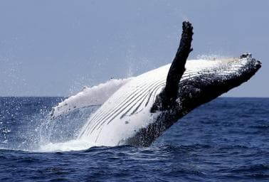 Punta Cana: Samana Whale Watching, Cayo Levantado & Lunch