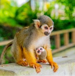 Bayahibe/La Romana: 4x4 Buggy and Monkeyland Tour
