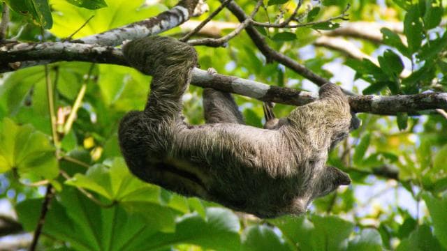 Manuel Antonio Mangrove Boat Tour