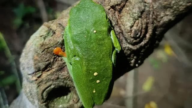 Cahuita's Tarantula Way Night Tour