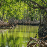 Los Haitises Boat Ride + Caño Hondo Natural Pools