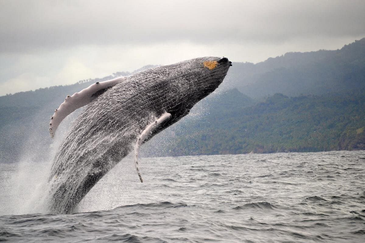 Whale watching + cay raised from Punta Cana