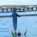Punta Cana Dolphin Swim Adventure: 40-min Dolphin Experience