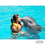 Punta Cana: Dolphin Explorer Swims and Encounters