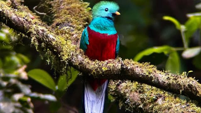 Monteverde: Exploration of the Cloud Forest