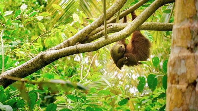 Tortuguero: Three Days & Two Nights All Included Tortuguero