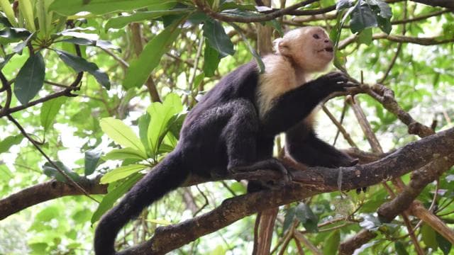 Guanacaste: Palo Verde Wildlife Safari Boat Tour