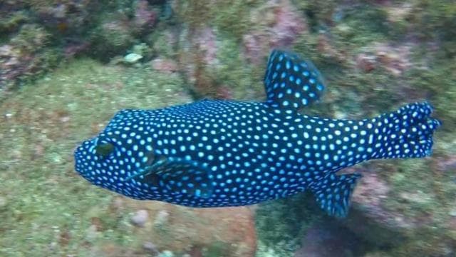 Tamarindo: Discover Scuba Diving at Catalina Islands