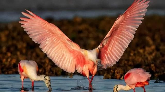 Tarcoles River: Jungle Crocodile Safari & Bird Watching Tour