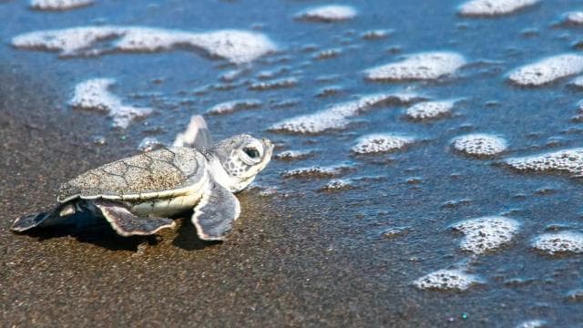 TURTLE WATCHING IN TORTUGUERO COSTA RICA