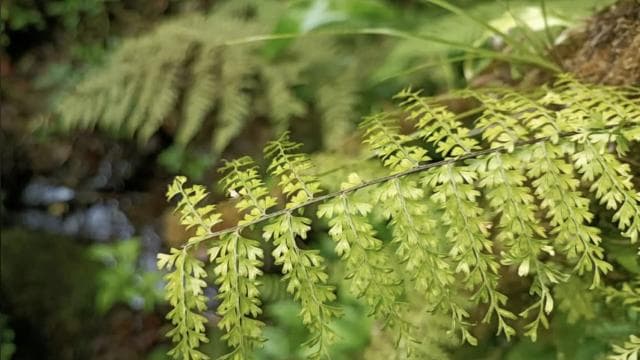Santa Elena: Private Guided Walk in the Cloud Forest Reserve