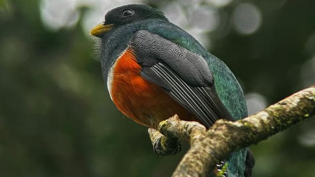 Monteverde: Cloud Forest Tour with a local Guide