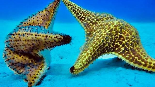Punta Cana: Catalina Island Day Trip with Snorkeling