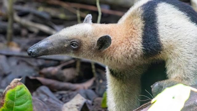 Corcovado National Park: Adventure Tour Overnight - 2 Days