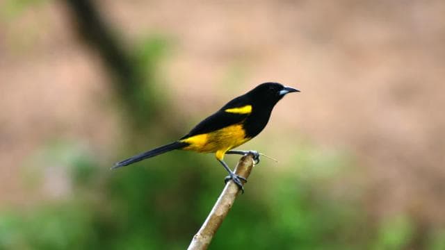 Arenal Forest: Bird Observation & Photography Tour