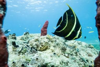 Private Catalina Island Snorkel & Beach Day from Punta Cana