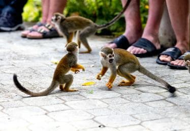 Punta Cana: Monkey Land Half-Day Safari and Plantation
