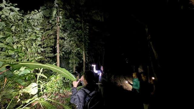 Puerto Jimenez: Nighttime Wildlife Hike with a Local Guide