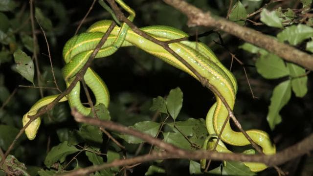 Monteverde: Private Night Tour with Wildlife Encounters
