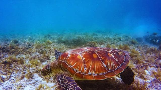 Dive into Paradise: Manzanillo's Dolphin, Snorkel and Lunch