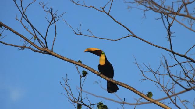 Carara National Park Tour