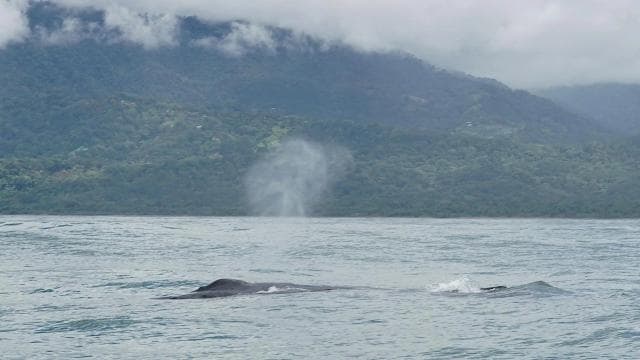 Uvita: Private Marino Ballena Boat Cruise Whales & Dolphins