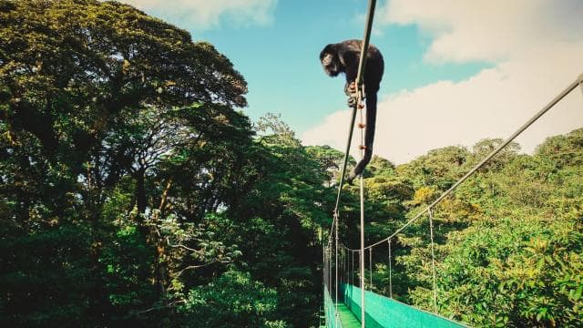 Monteverde: Sky Walk, Sky Tram & Sky Trek Ziplining Tour