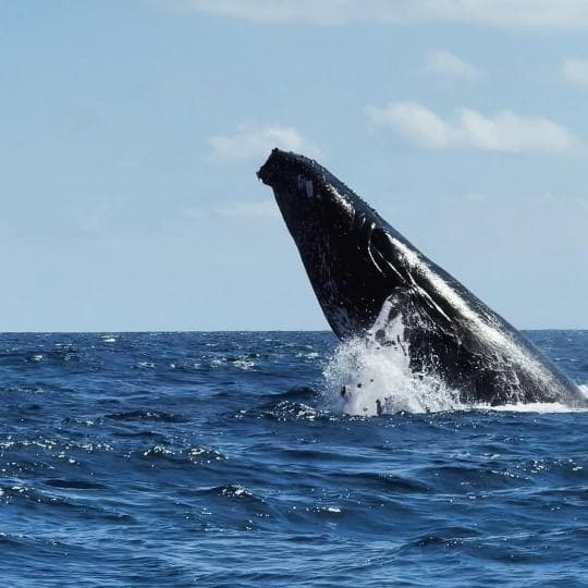 Punta Cana Whale Watching & Kayak at Laguna Limón – Miches Eco Tour